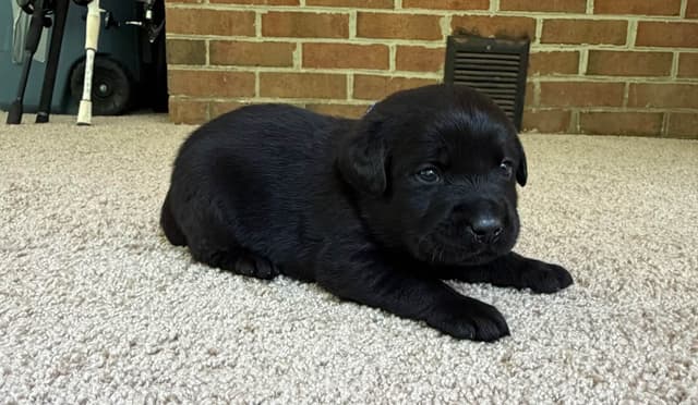 Adorable English Lab Puppies Ready for their Forever Home - See Pics!! media 11
