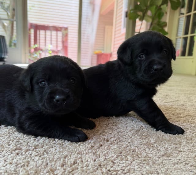 Adorable English Lab Puppies Ready for their Forever Home - See Pics!! media 8