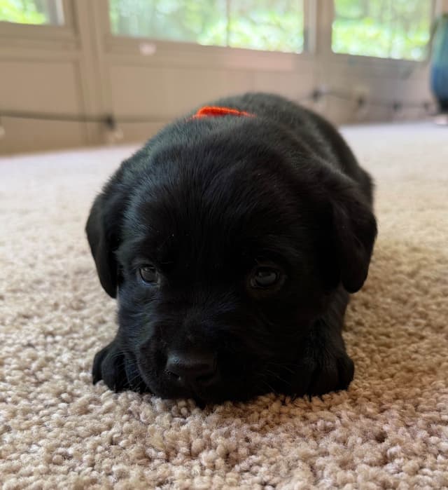 Adorable English Lab Puppies Ready for their Forever Home - See Pics!! media 7
