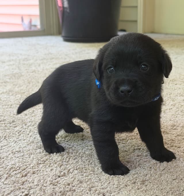 Adorable English Lab Puppies Ready for their Forever Home - See Pics!! media 12