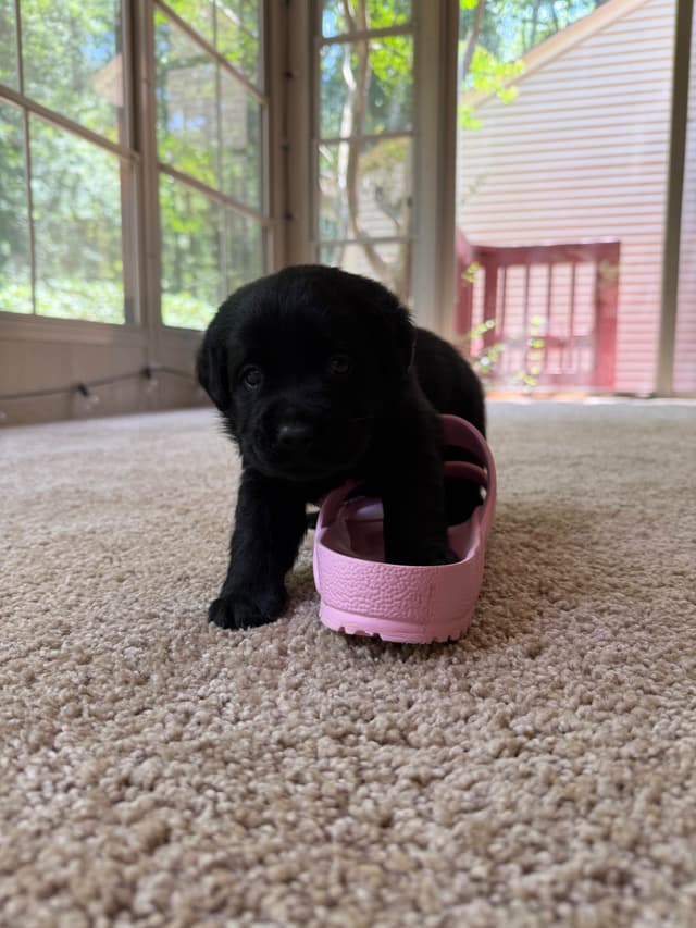Adorable English Lab Puppies Ready for their Forever Home - See Pics!! media 14