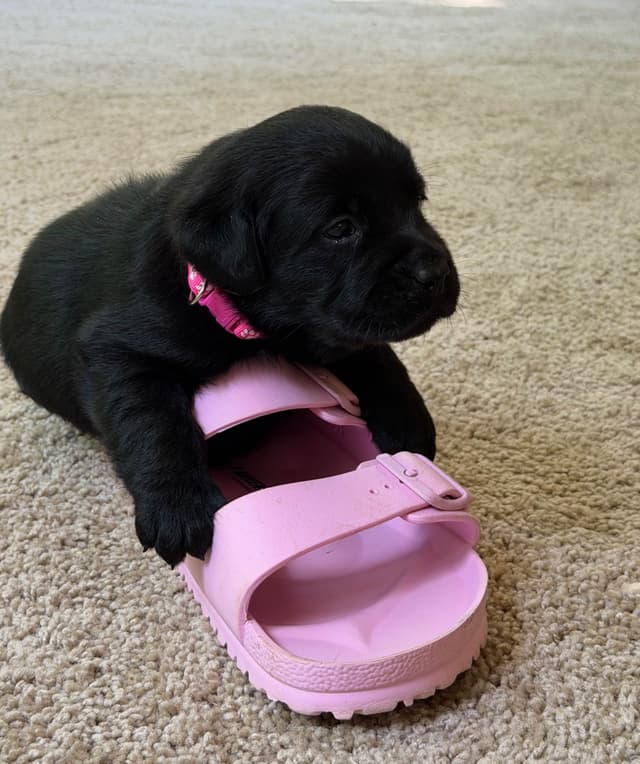 Adorable English Lab Puppies Ready for their Forever Home - See Pics!! media 15