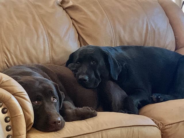 Adorable English Lab Puppies Ready for their Forever Home - See Pics!! media 17