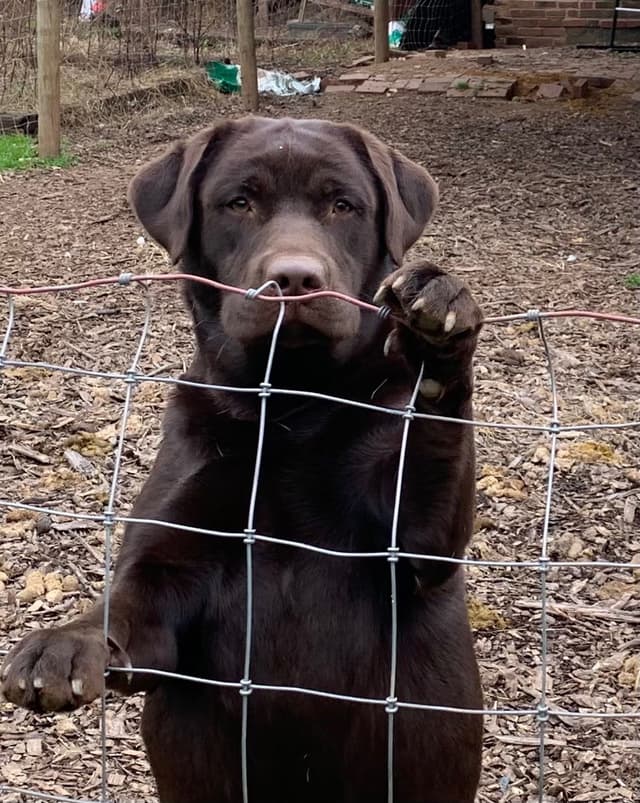 Adorable English Lab Puppies Ready for their Forever Home - See Pics!! media 16
