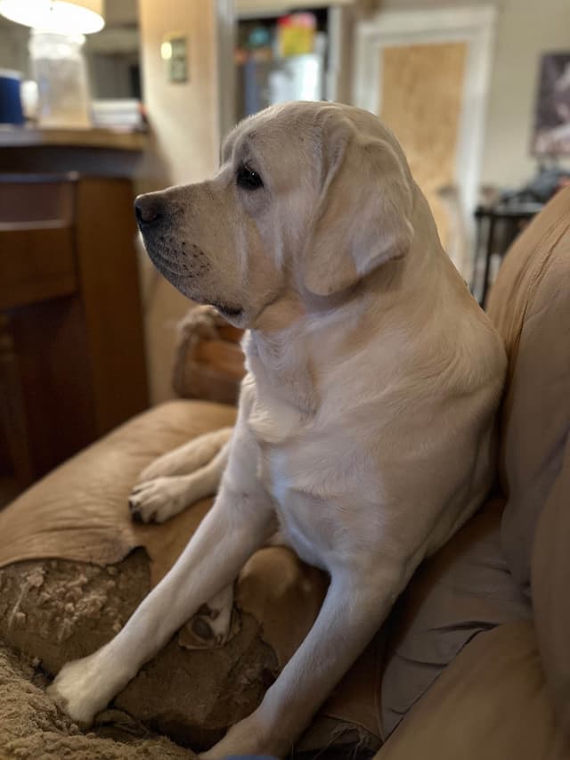 Adorable English Lab Puppies Ready for their Forever Home - See Pics!! media 19