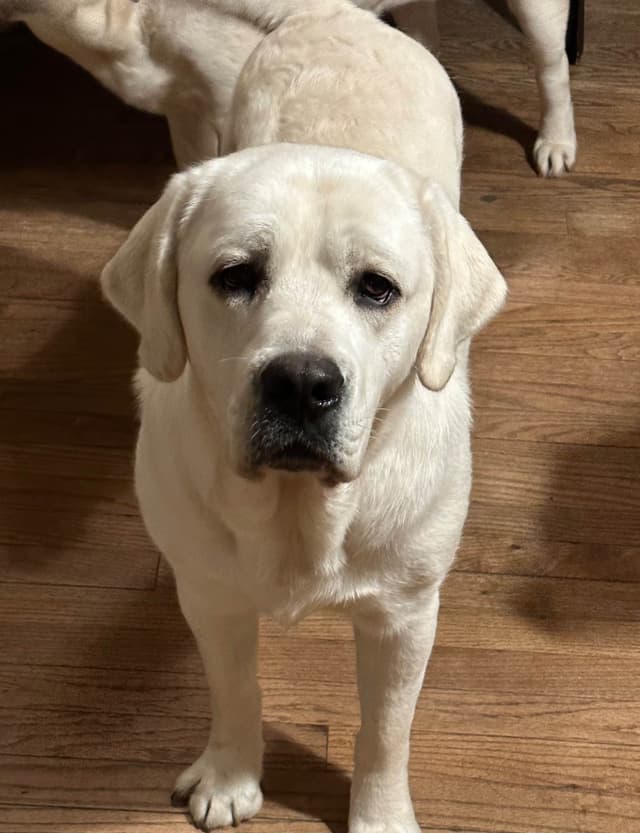 Adorable English Lab Puppies Ready for their Forever Home - See Pics!! media 18