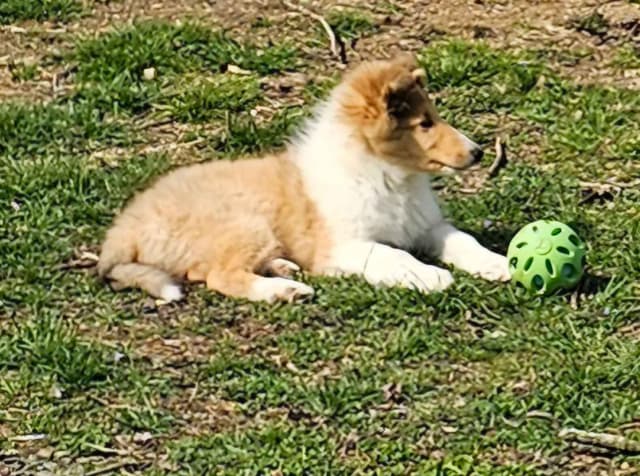 Collie Puppies media 2