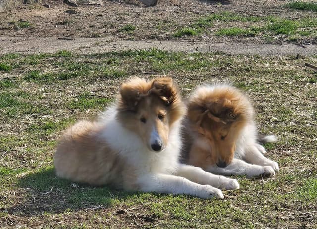Collie Puppies media 3