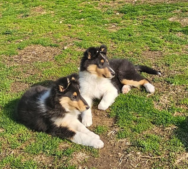 Collie Puppies media 4