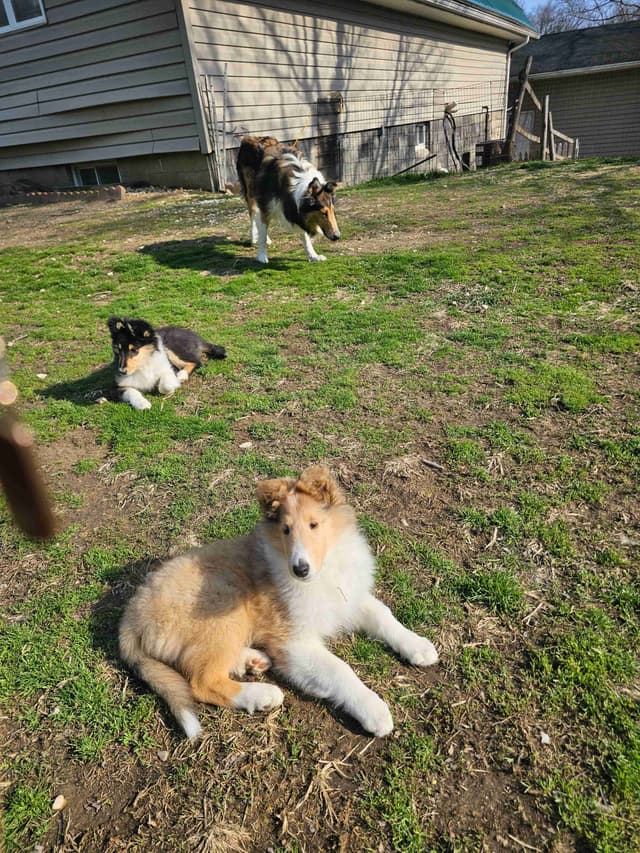 Collie Puppies media 6