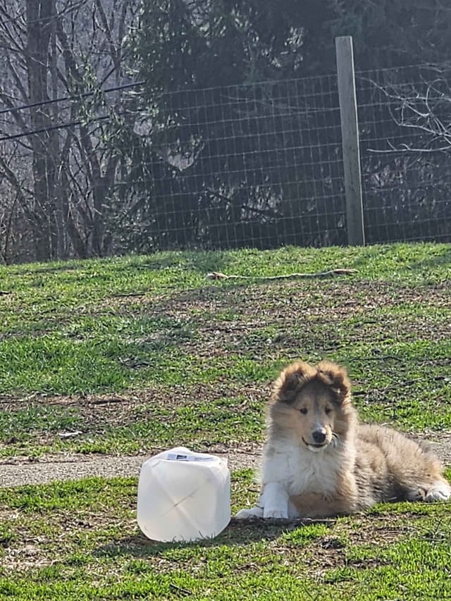 Collie Puppies media 7