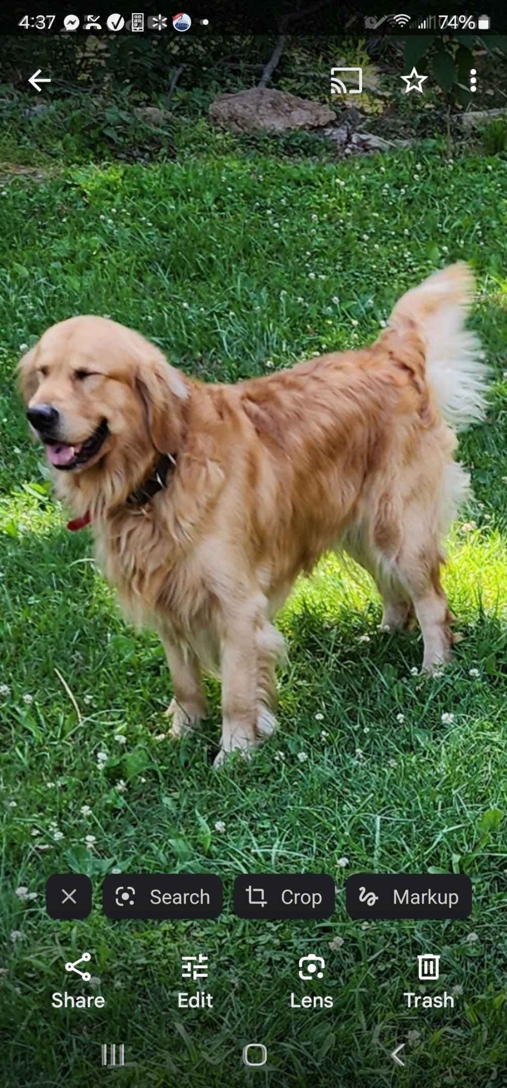 Golden Retriever Puppies breeder image 3
