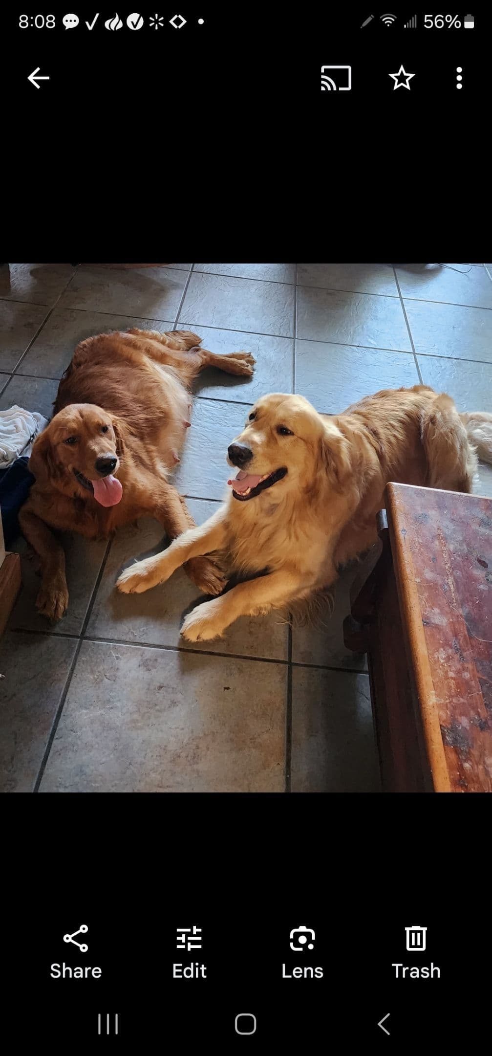 Golden Retriever Puppies breeder image 2