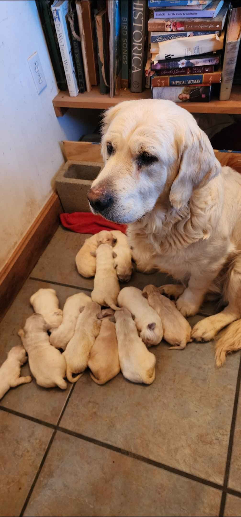 Golden Retriever Puppies breeder image 4