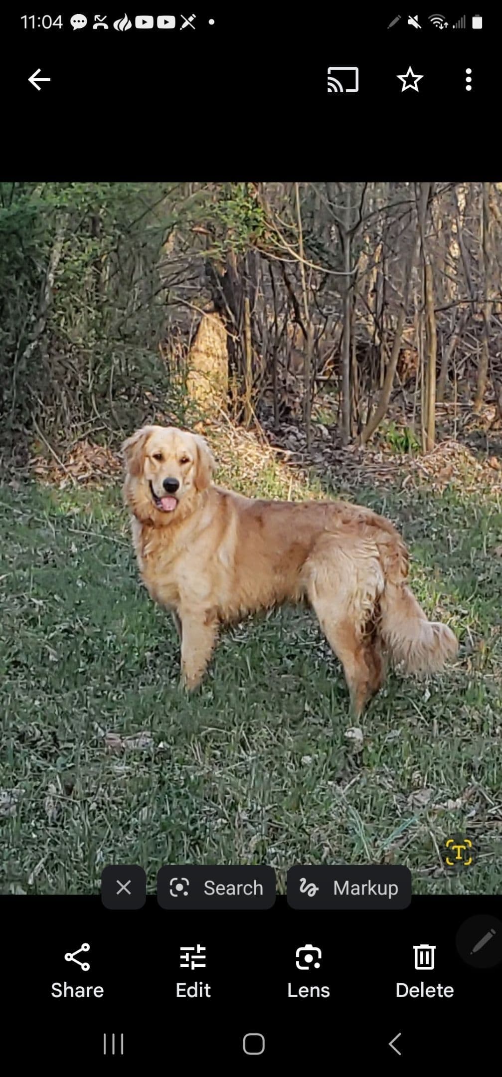 Golden Retriever Puppies breeder image 6