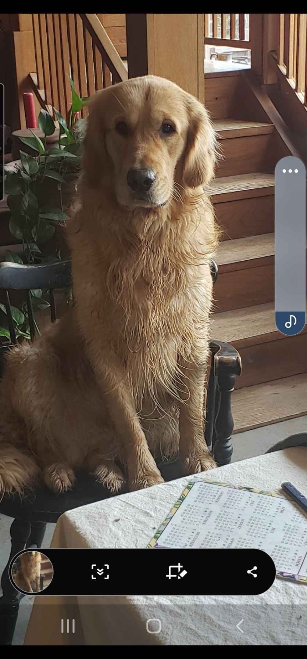 Golden Retriever Puppies breeder image 8