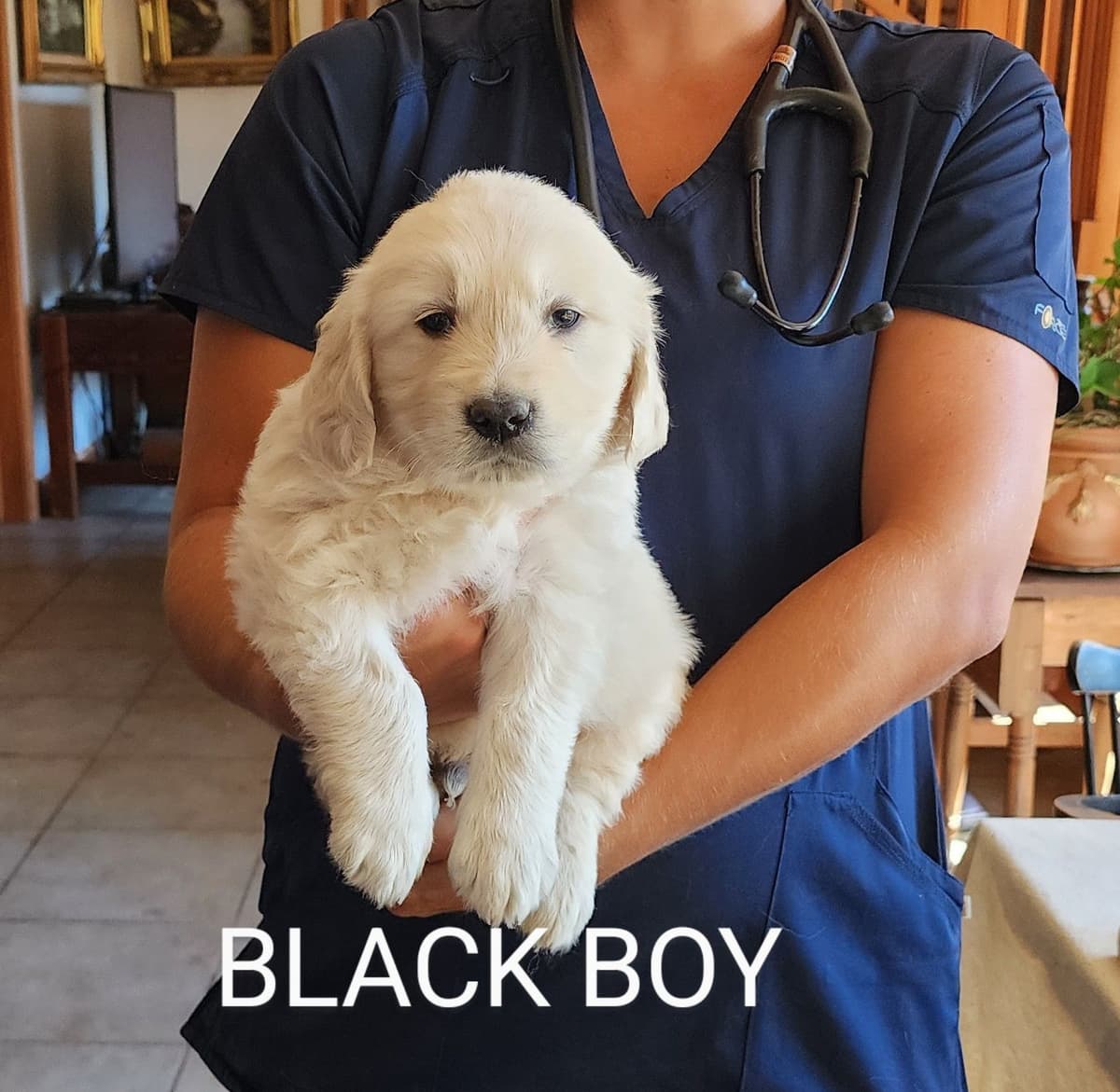 Golden Retriever Puppies breeder image 9