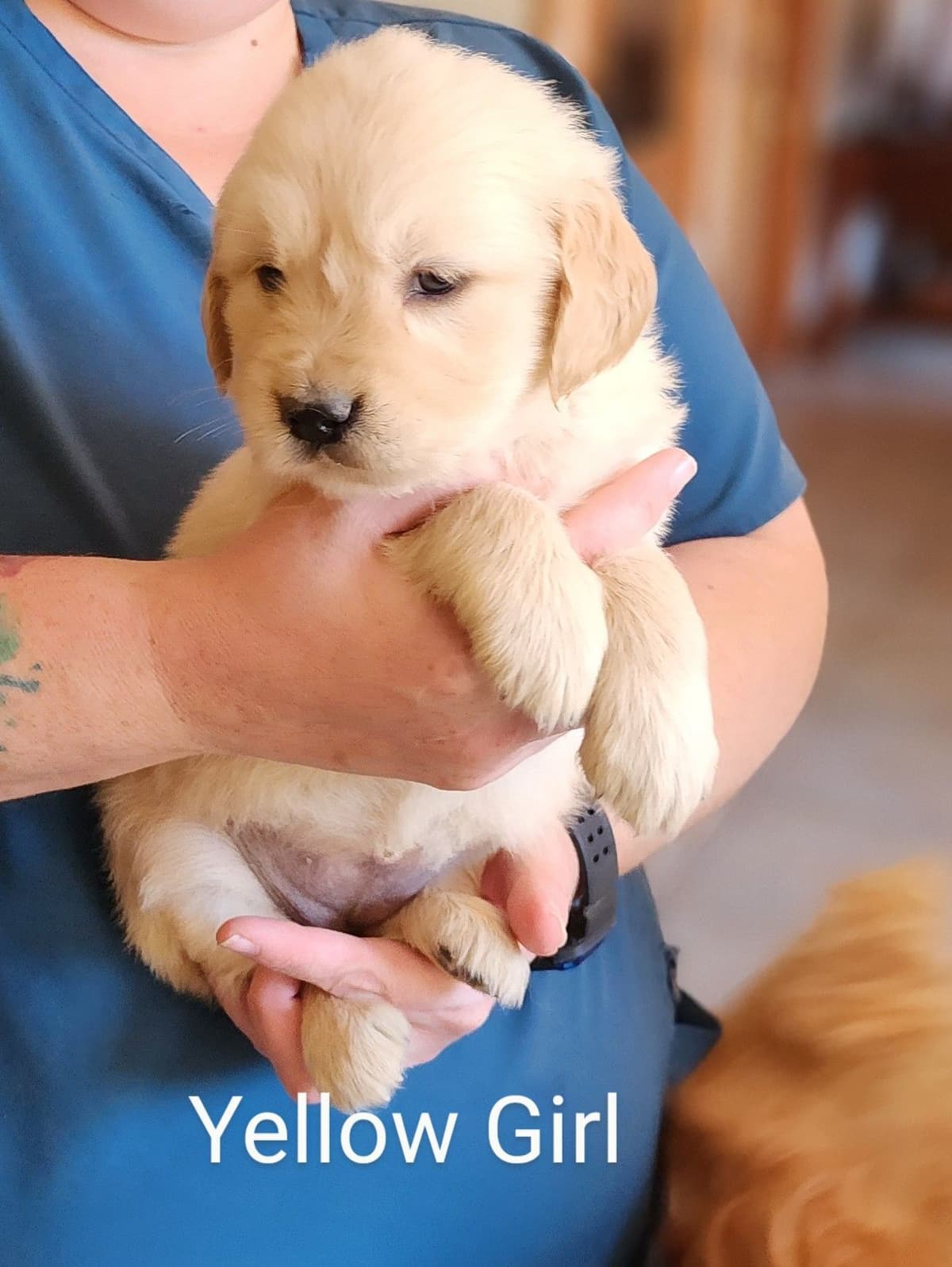 Golden Retriever Puppies breeder image 13