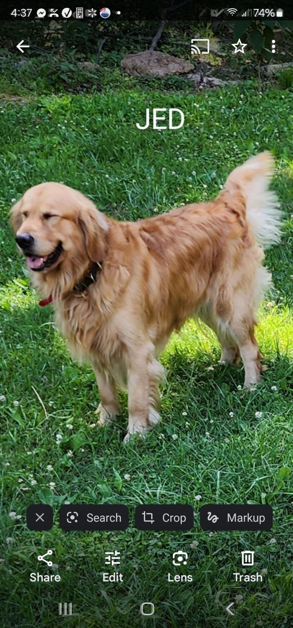 Golden Retriever Puppies breeder image 11
