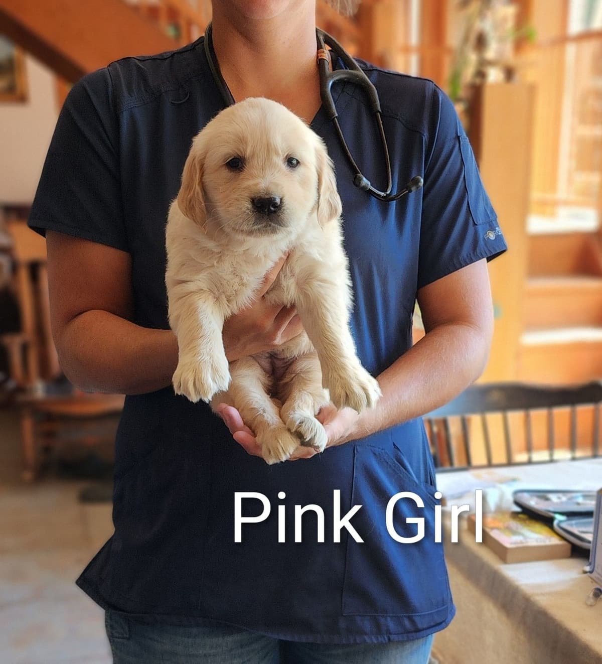 Golden Retriever Puppies breeder image 12