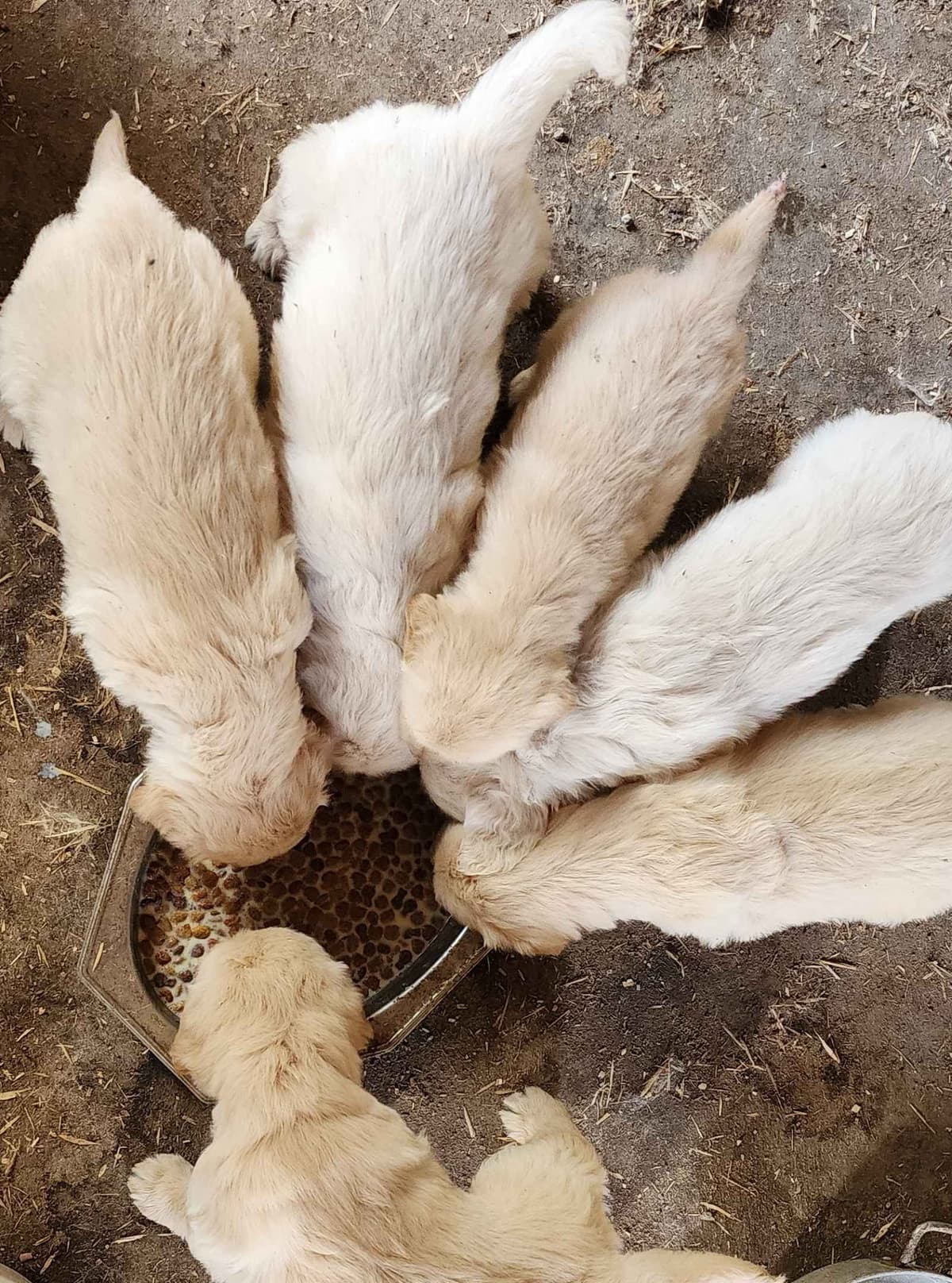 Golden Retriever Puppies breeder image 15