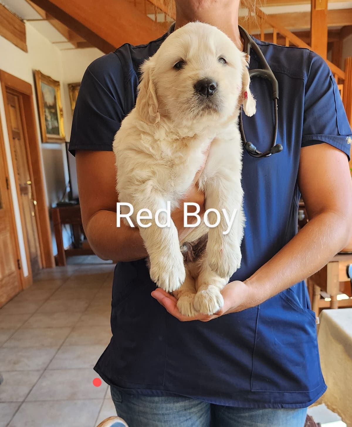 Golden Retriever Puppies breeder image 14