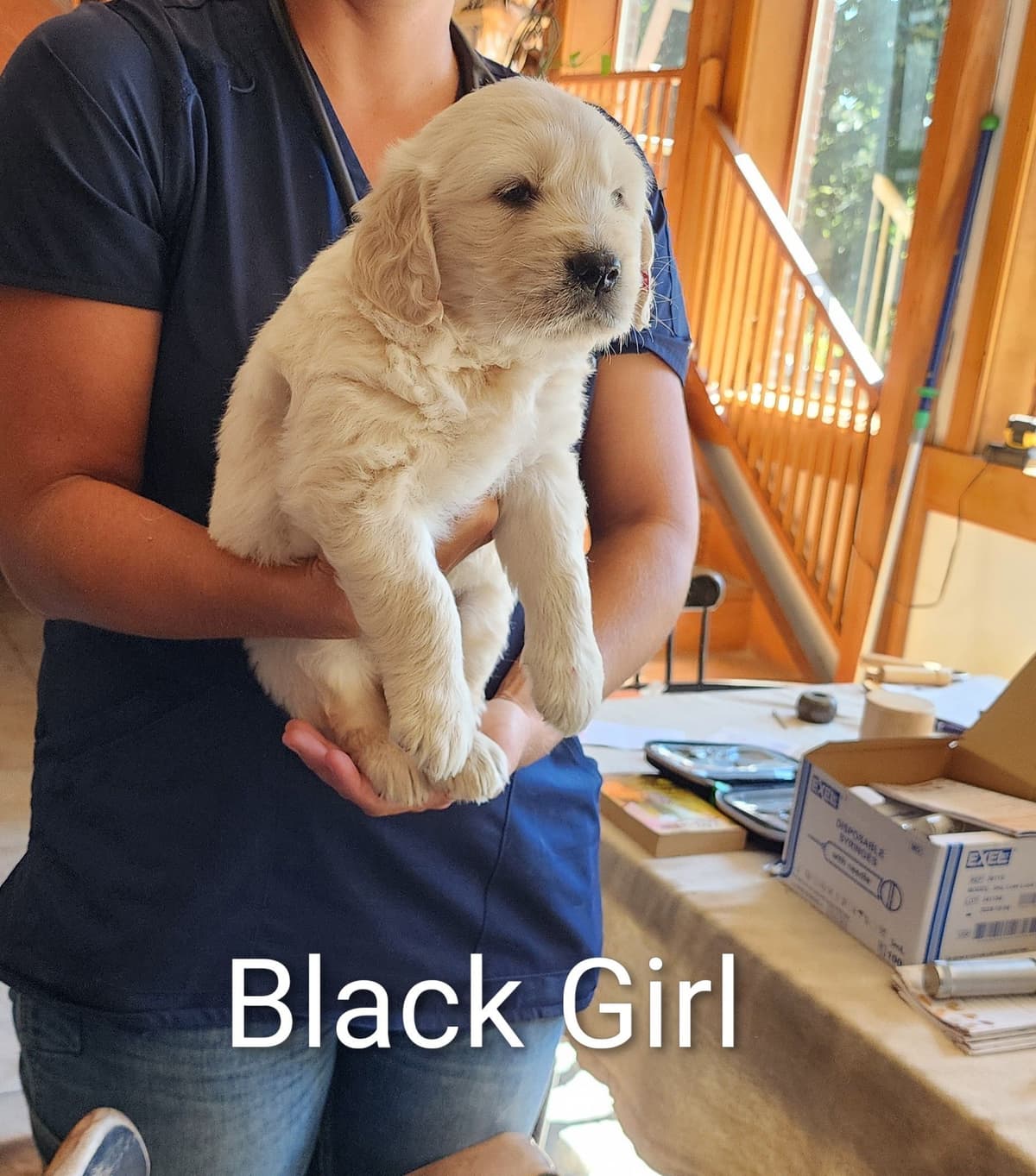 Golden Retriever Puppies breeder image 16