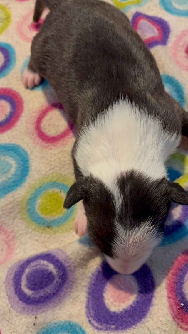 Bull Terrier Puppies media 2