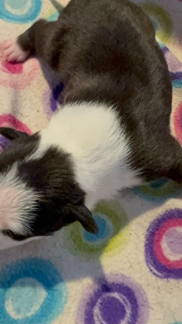 Bull Terrier Puppies media 3