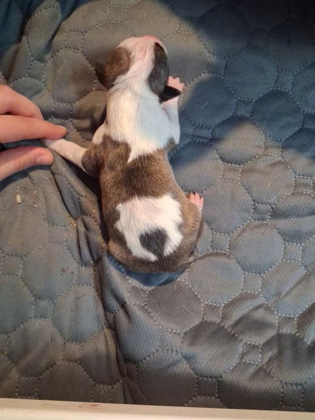Bull Terrier Puppies media 5