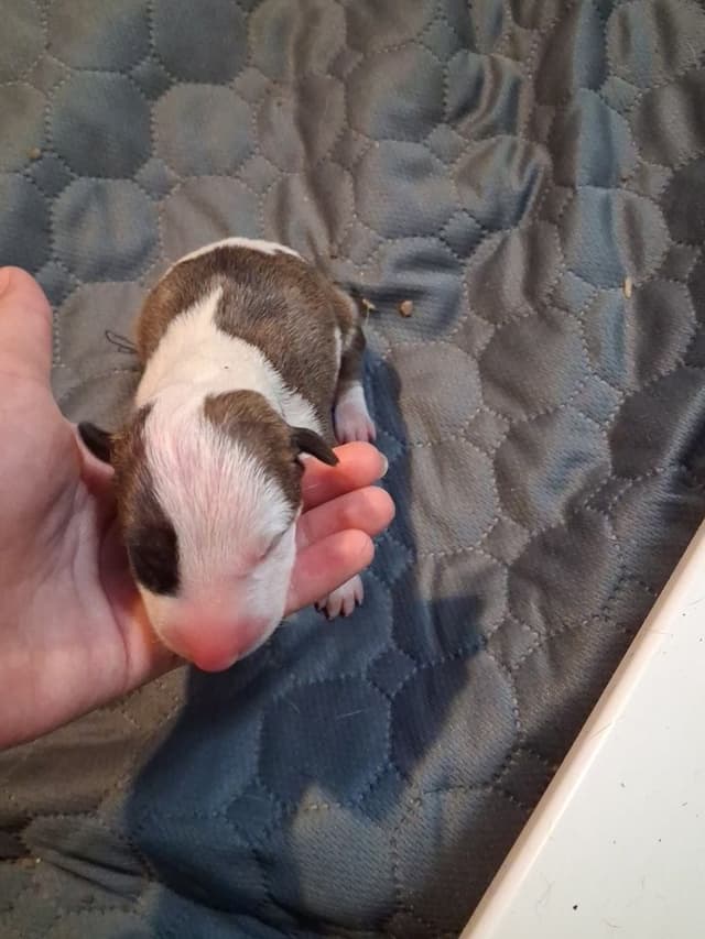 Bull Terrier Puppies media 6