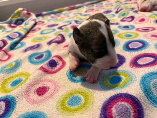 Bull Terrier Puppies media 9