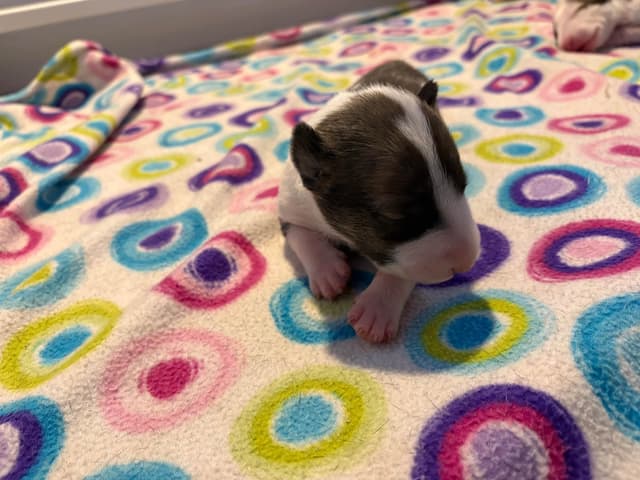 Bull Terrier Puppies media 10