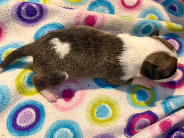 Bull Terrier Puppies media 12
