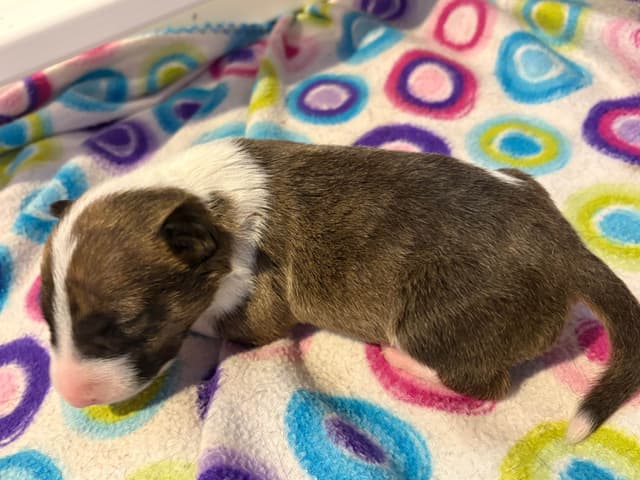 Bull Terrier Puppies media 13