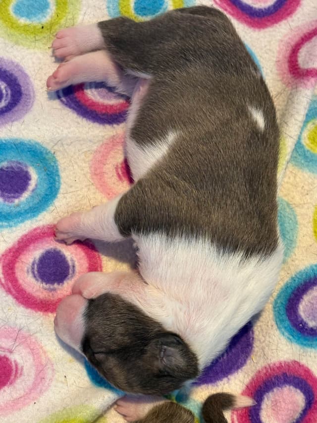 Bull Terrier Puppies media 15