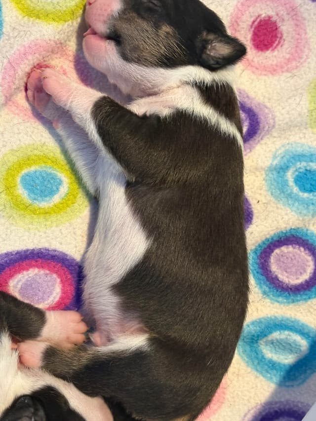 Bull Terrier Puppies media 14