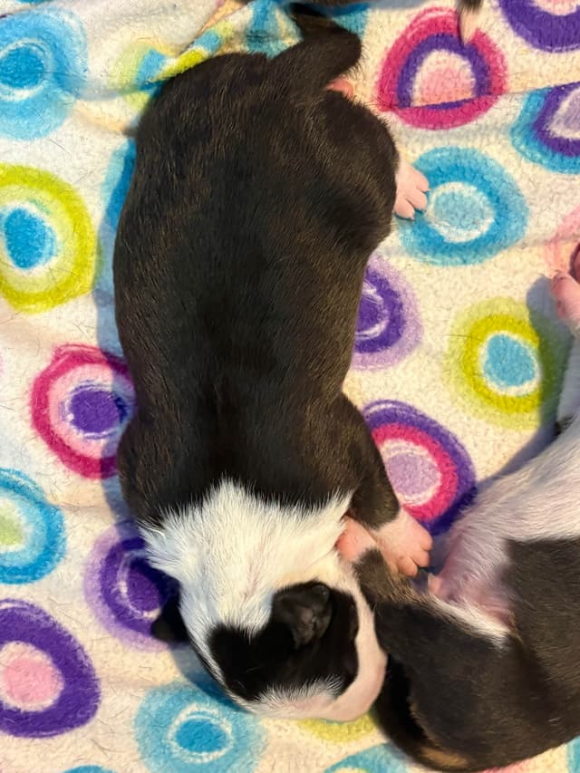 Bull Terrier Puppies media 17