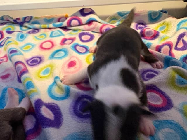 Bull Terrier Puppies media 19