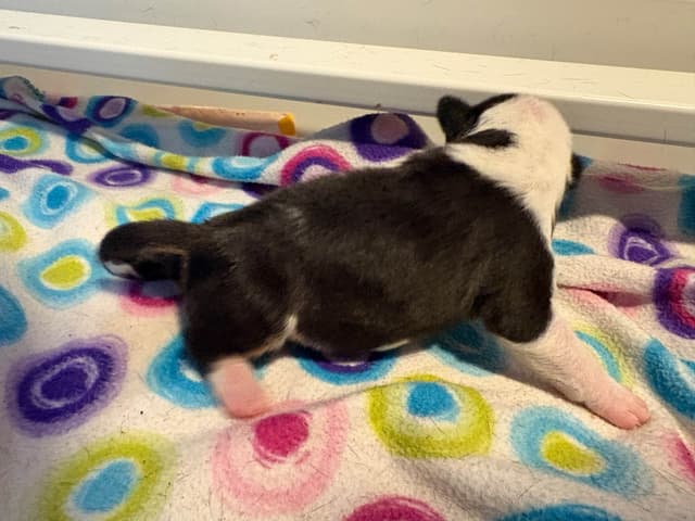Bull Terrier Puppies media 18