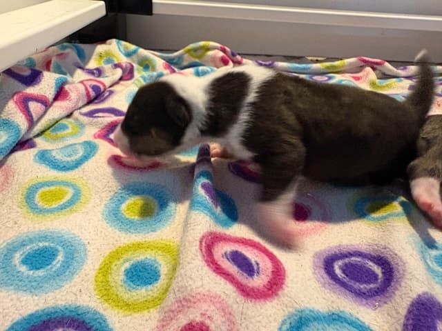 Bull Terrier Puppies media 21
