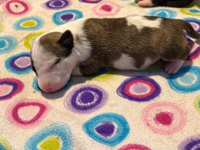 Bull Terrier Puppies media 23