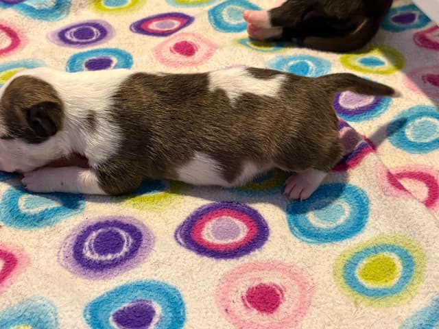 Bull Terrier Puppies media 24