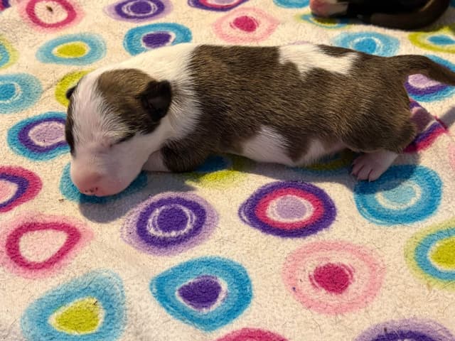 Bull Terrier Puppies media 25