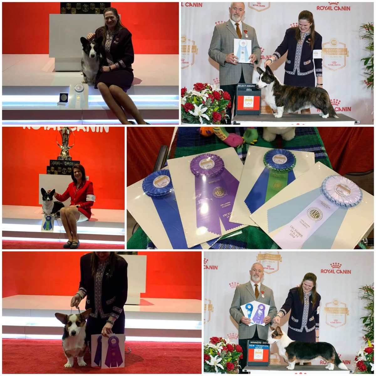 Cardigan Welsh Corgi Puppies breeder image 4