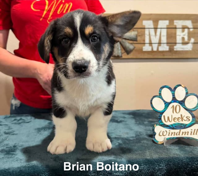 Cardigan Welsh Corgi Puppies media 2