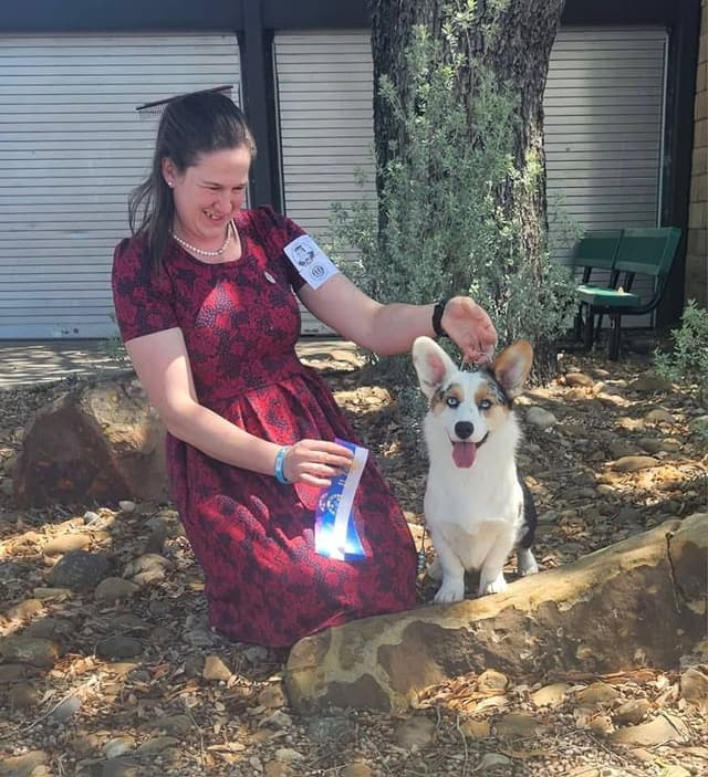 Cardigan Welsh Corgi Puppies media 3