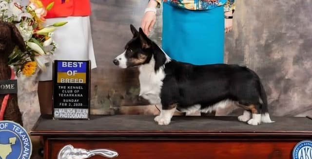 Cardigan Welsh Corgi Puppies media 5