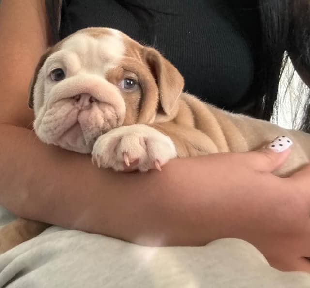 Two Male Puppies Fully Vaccinated media 10