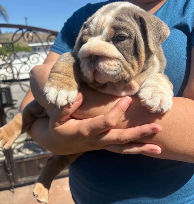 Two Male Puppies Fully Vaccinated media 8